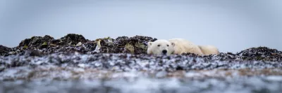 Évolution en réponse au changement climatique