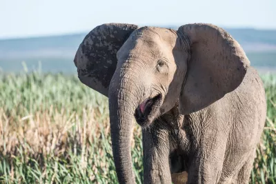 Disparition des défenses chez les éléphants