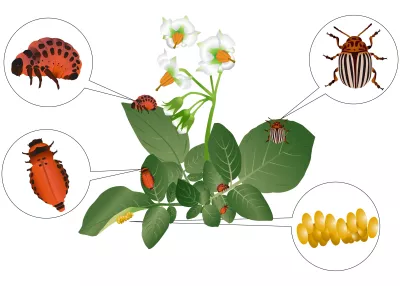 Résistance aux pesticides chez les insectes