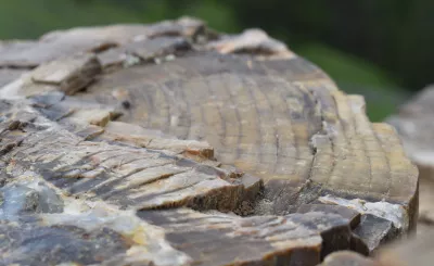 Remplacement minéral