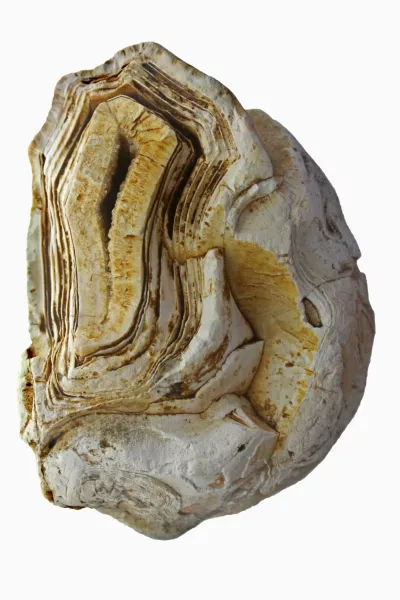 Fossiles moléculaires