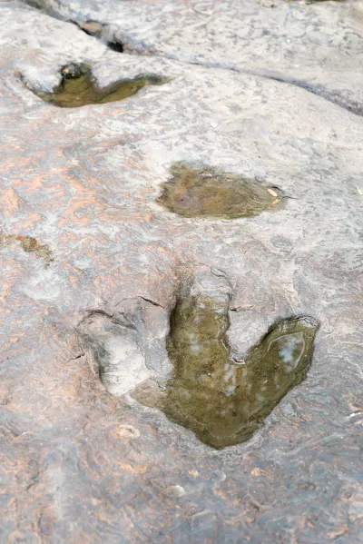 Fossiles traces 