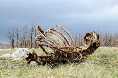 Décomposition des tissus mous