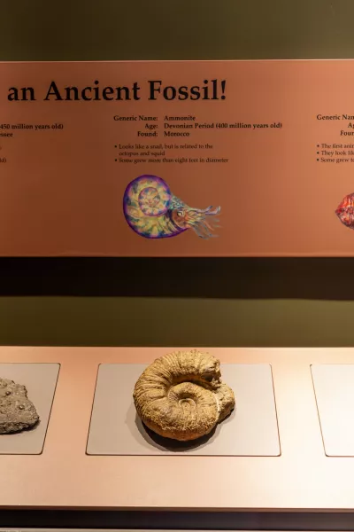 Biais de conservation