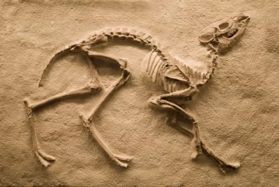 Premier dinosaure découvert par une femme 