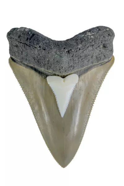 Preuve de l’extinction 