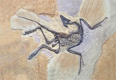 Dinosaures à plumes 