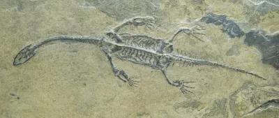 Plésiosaure 